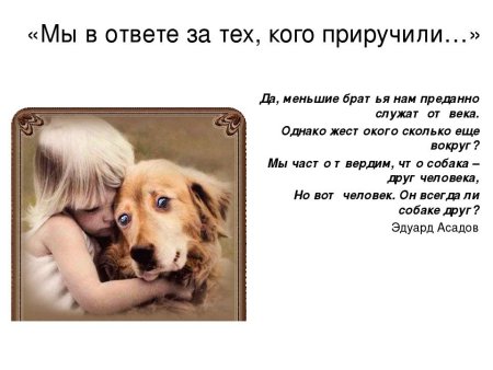 Мы в ответе за тех кого приручили