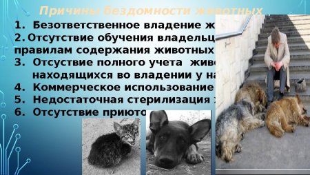 Об отношении к животным