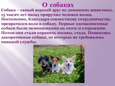 Рассказ об тамошних животных