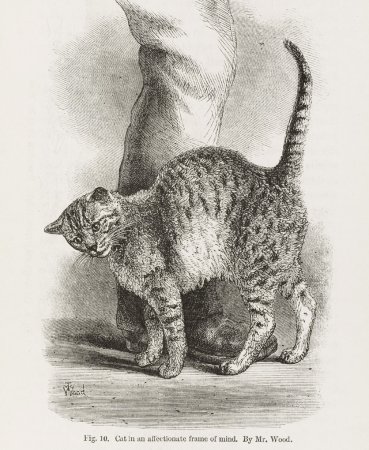 Дарвин кот