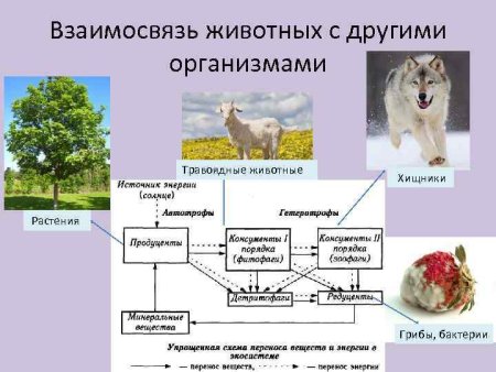 Иллюстрация Соболько