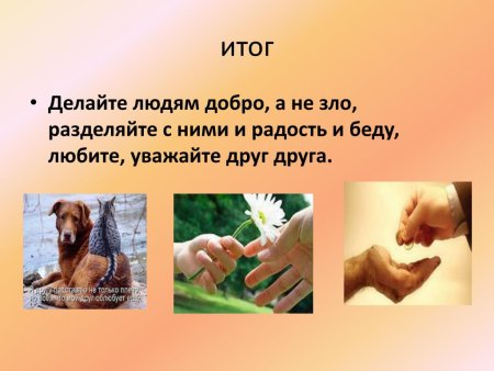 Презентация на тему бездомные животные
