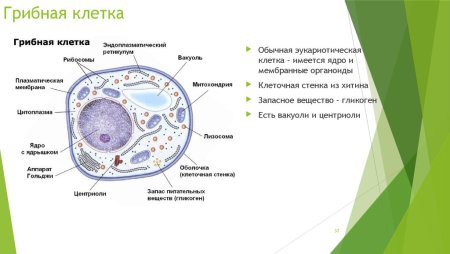 Строение эукариотической клетки грибной