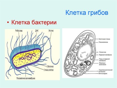 Строение клетки растения бактерии и грибы