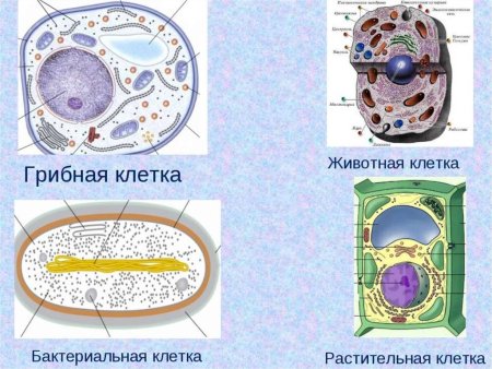 Строение клеток растений животных грибов и бактерий