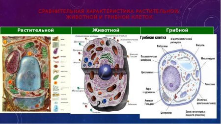 Подпишите органоиды растительной клетки гриба