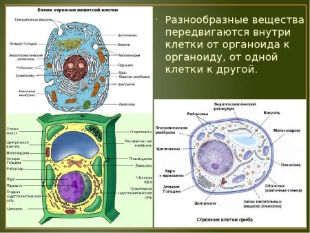 Строение растительной животной и грибной клетки