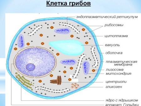 Строение грибной клетки ЕГЭ