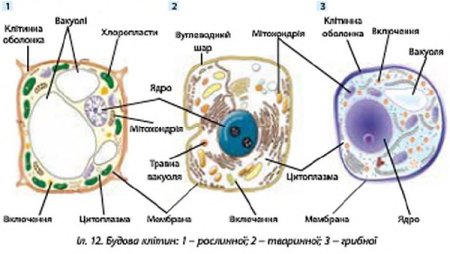 Строение эукариотической клетки грибов