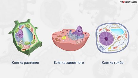 Растительная животная грибная и бактериальная клетки