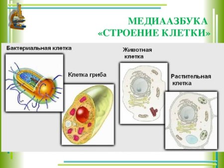 Растительная животная и бактериальная клетки