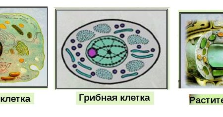 Растительная животная грибная и бактериальная клетки