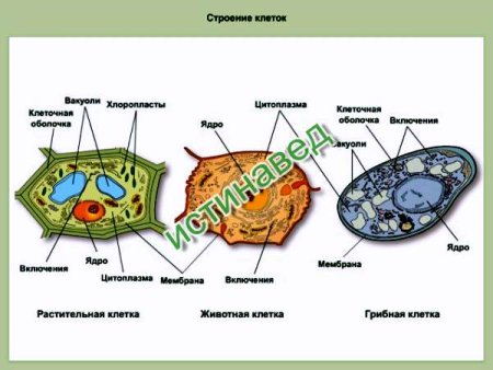 Клетки растения гриба растительная клетка грибная клетка