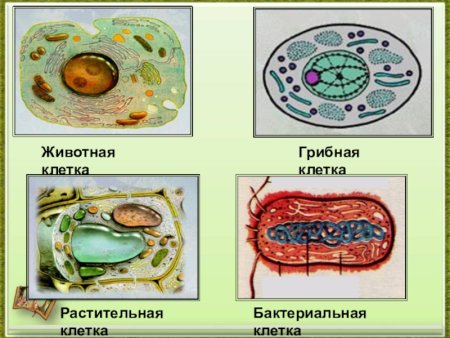 Растительная животная грибная и бактериальная клетки
