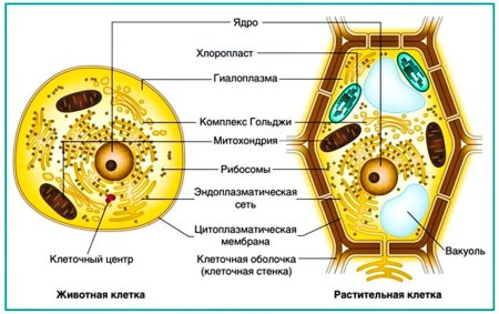 Строение животной клетки и строение растительной клетки