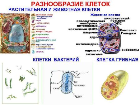Строение растительной животной и бактериальной клетки
