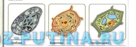Животная растительная и грибная клетки