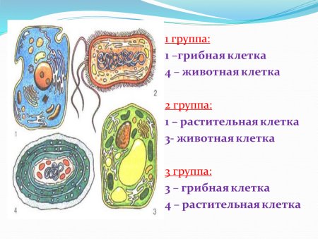 Животная растительная и грибная клетки