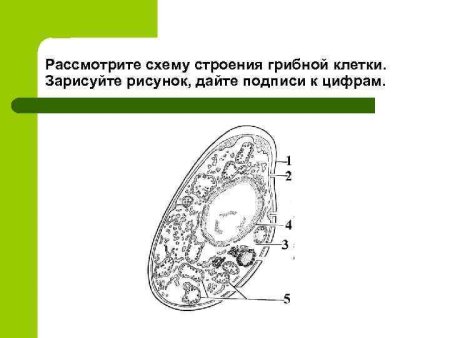 Схема строения клетки гриба