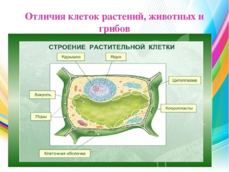 Строение растительной и животной клетки 5 класс биология