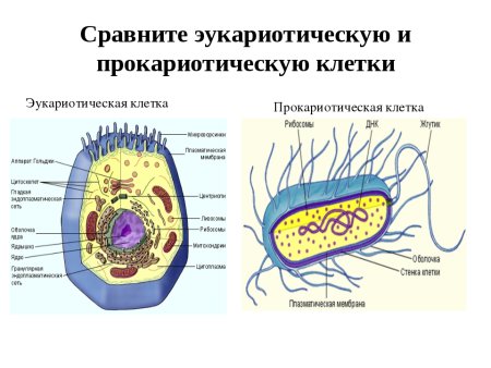 Строение прокариотической растительной и животной клеток рисунок