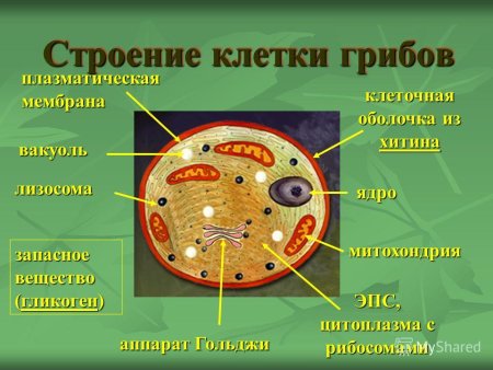 Схема строения клетки гриба