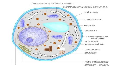 Вакуоль в клетках грибов