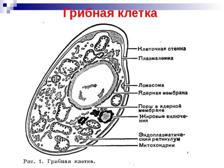 Строение клетки грибов рисунок