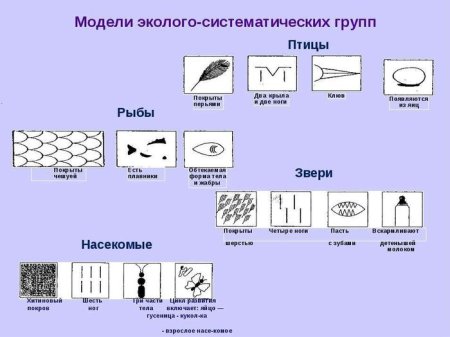Изобразил схематически главные признаки насекомых