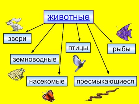 Птицы звери насекомые