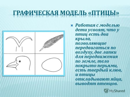 Презентация рисование птиц
