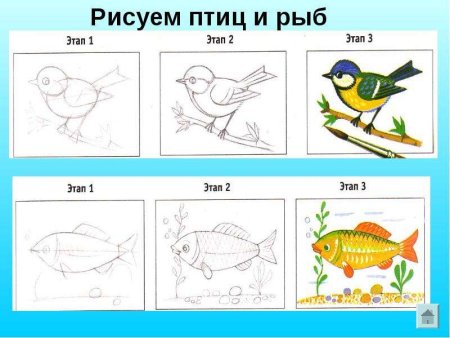 Схематические рисунки насекомых рыб птиц зверей