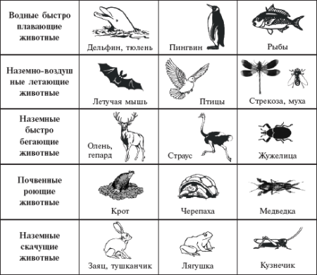 Изобрази с помощью схематических рисунков главные признаки