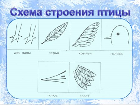 С помощью схематических рисунков главные признаки