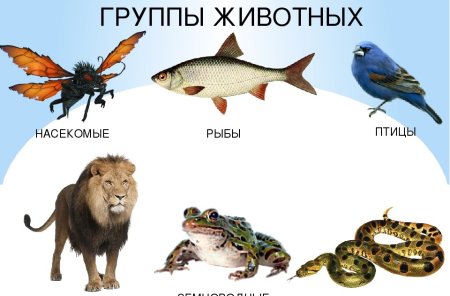 Части тела зверей