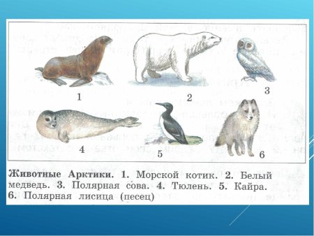 Обитатели Арктики