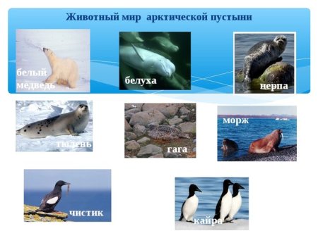 Зона арктических пустынь животные