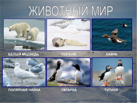 Красная книга России 4 класс окружающий мир рабочая тетрадь ответы