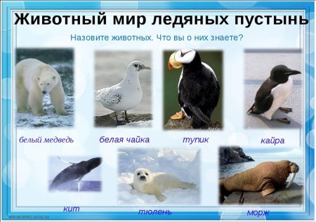 Животные зоны арктической пустыни