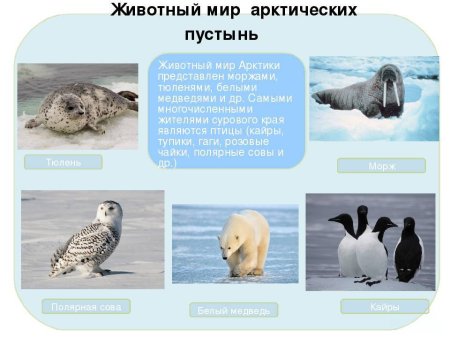 Животные и птицы Арктики
