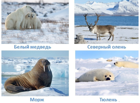 Животные красной книги Арктики