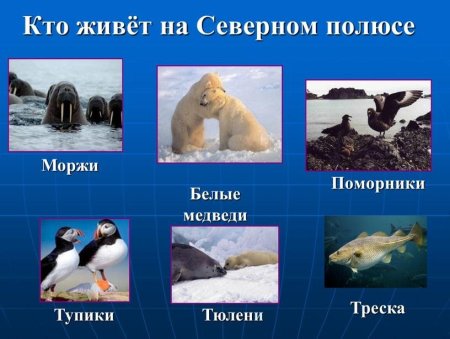 Животные Арктики с названиями