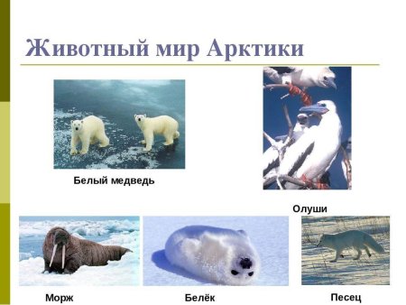Арктика рисунок