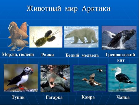 Арктика глазами детей