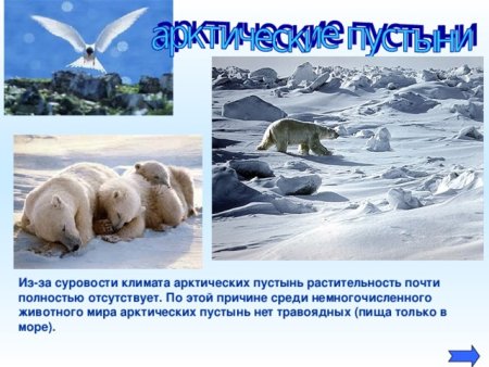 Название животных Арктики
