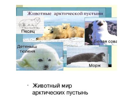 Арктика для дошкольников