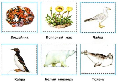 Животные арктических пустынь