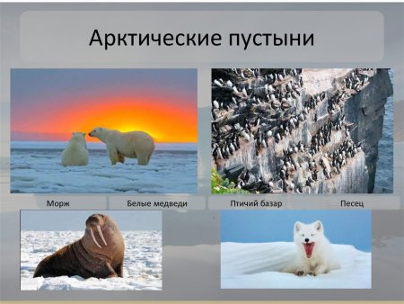 Животные Арктики с названиями