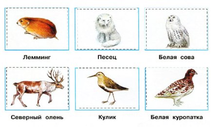 Животный мир тундры в России 8 класс