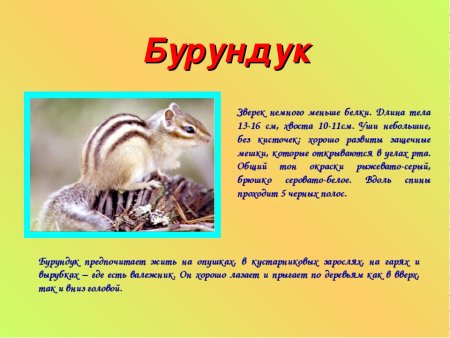 Доклад про животных маленький